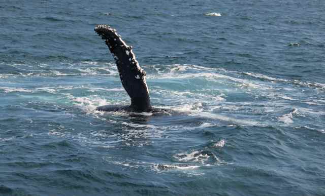whale waving