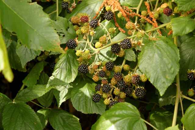 blackberries 1