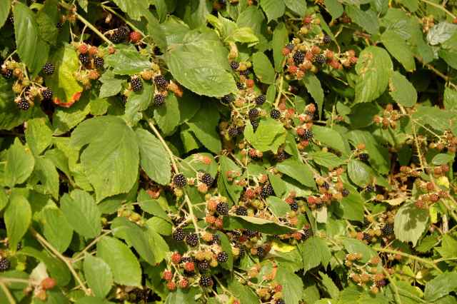 blackberries 2