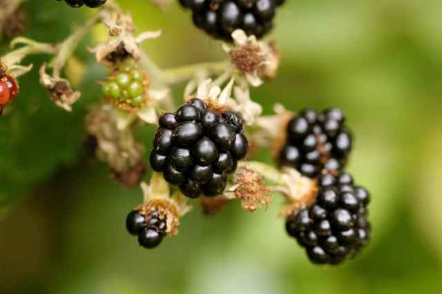 blackberry 3