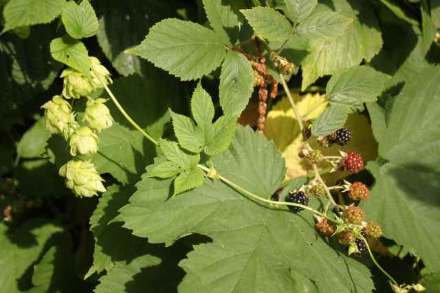 hops and blackberries