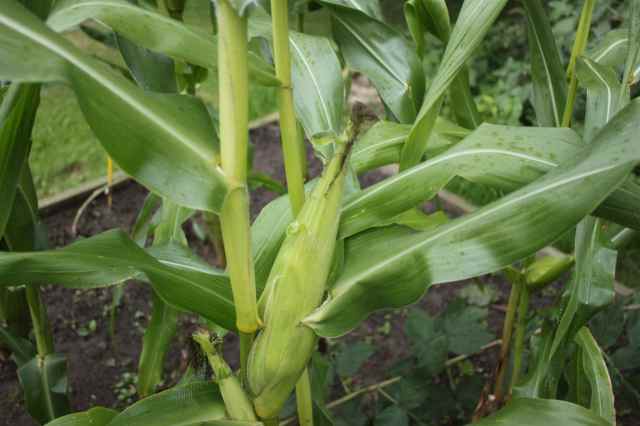 sweetcorn 10-9-13 1