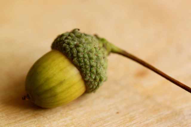 acorn