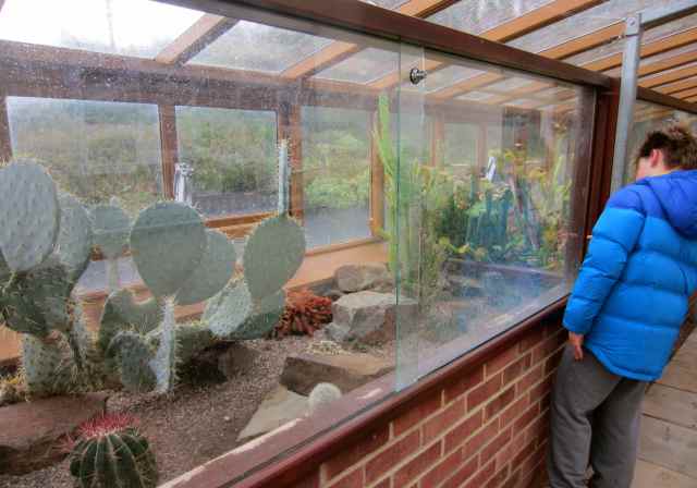 carnivorous plants and cacti