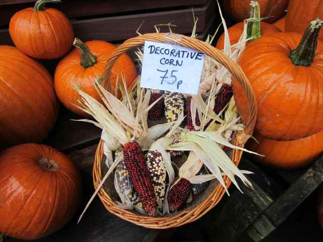 decorative corn