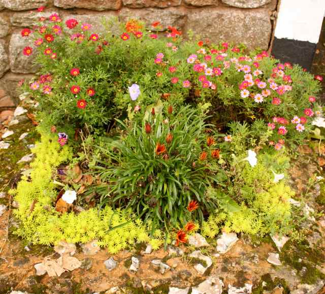 flowers in Sidmouth