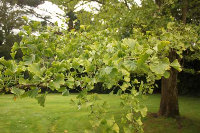 Gingko Biloba