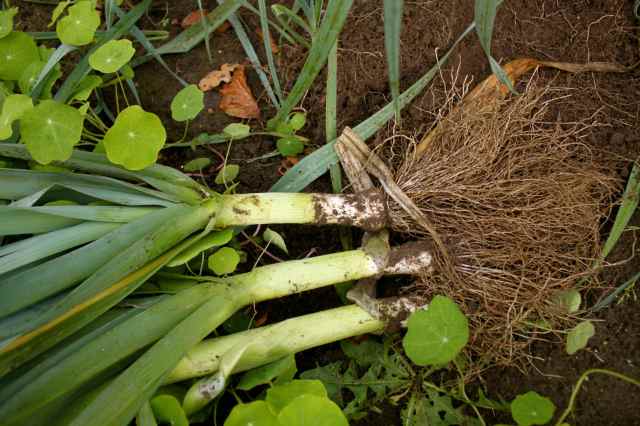 homegrown leeks