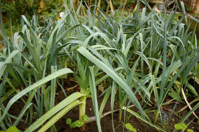 leeks in the garden