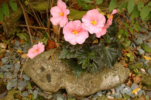 pink flowers and rabbit