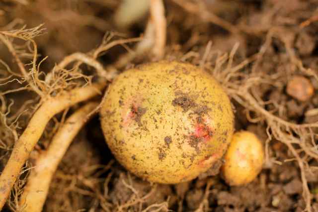potatoes in the garden