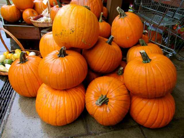 pumpkins at Hartley Dyke