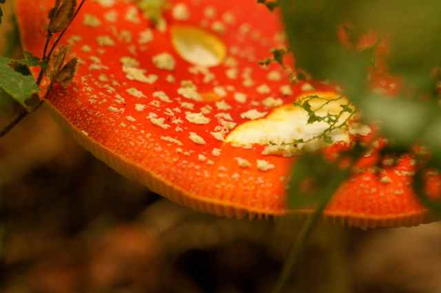 red toadstool