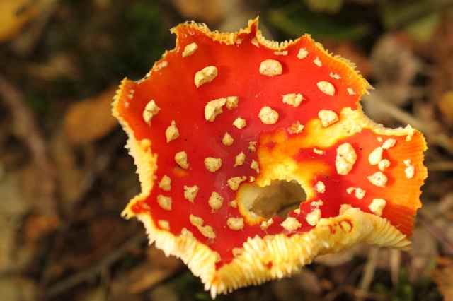 spotty red toadstool