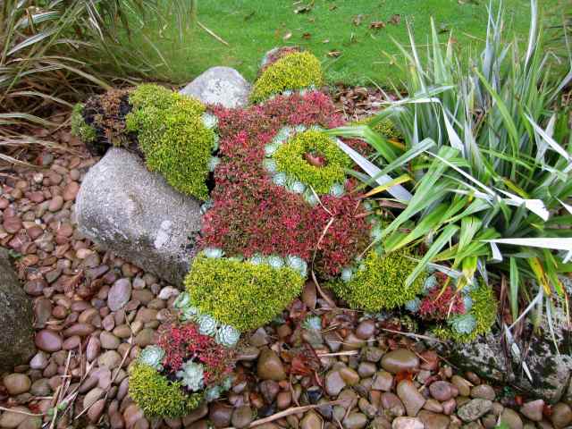 stafish from flowers