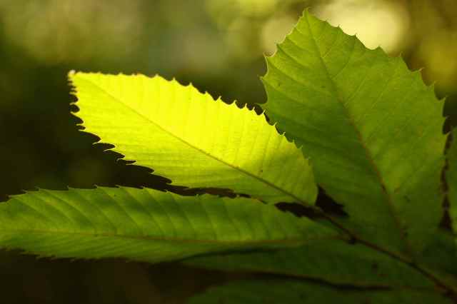 sun on leaf