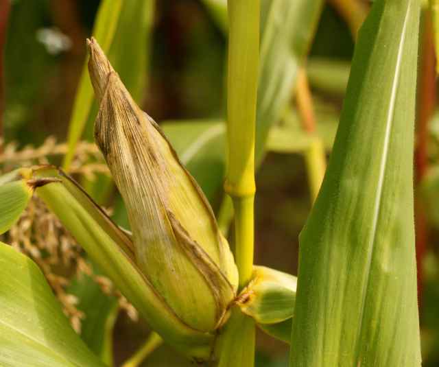 sweetcorn in garden