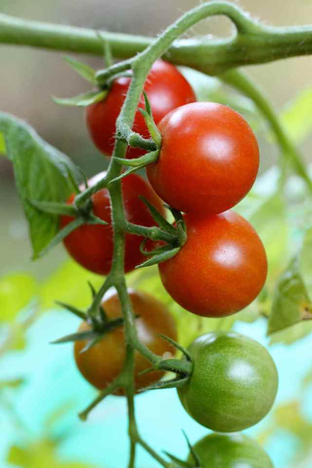 tomatoes in greenhouse