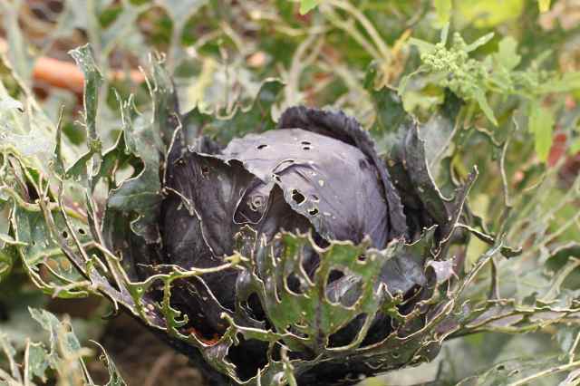 well chewed red cabbage