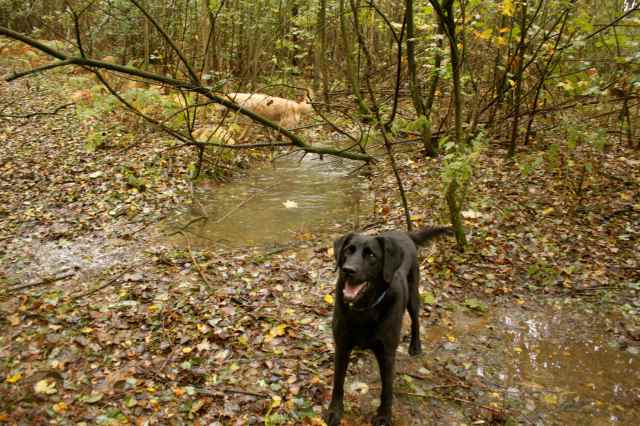 dogs in puddle