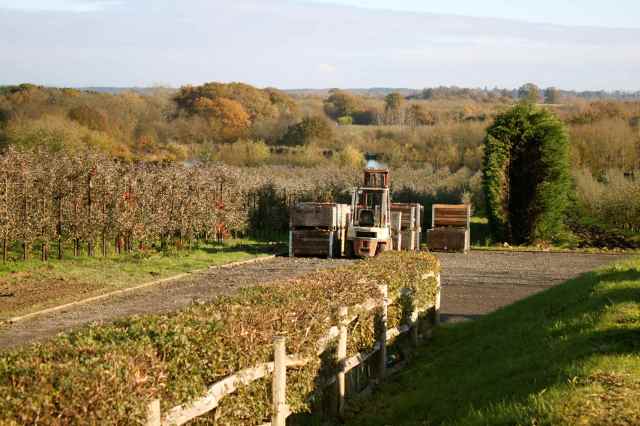 Hartley Dyke apple orchard