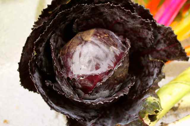 red cabbage from garden