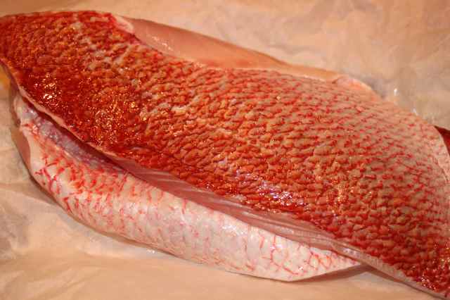 Red Snapper