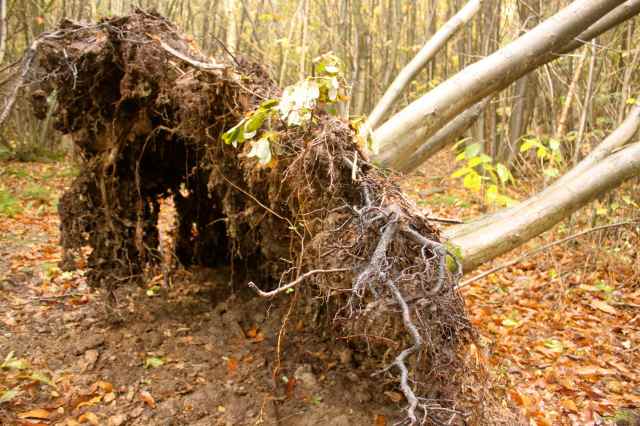 shallow root system