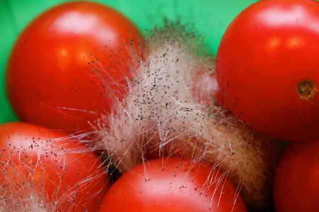 Mouldy tomatoes 1