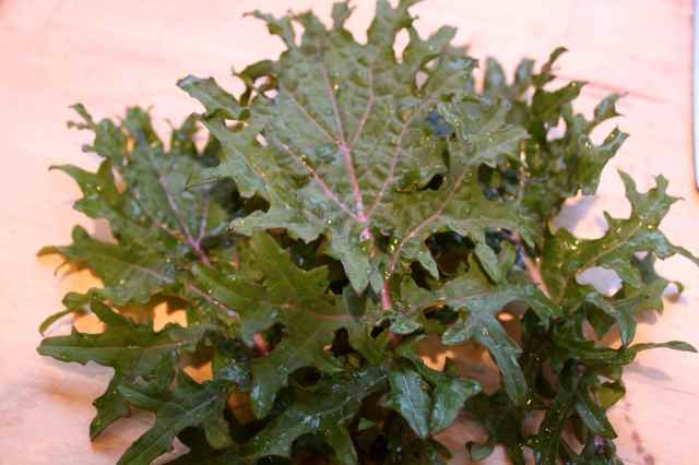 pink and green kale