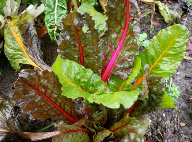 Swiss Chard in garden 24-1-14