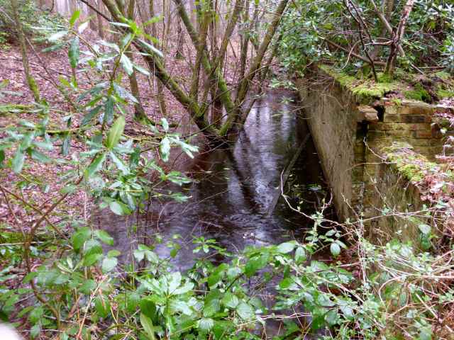 water in woods by wall