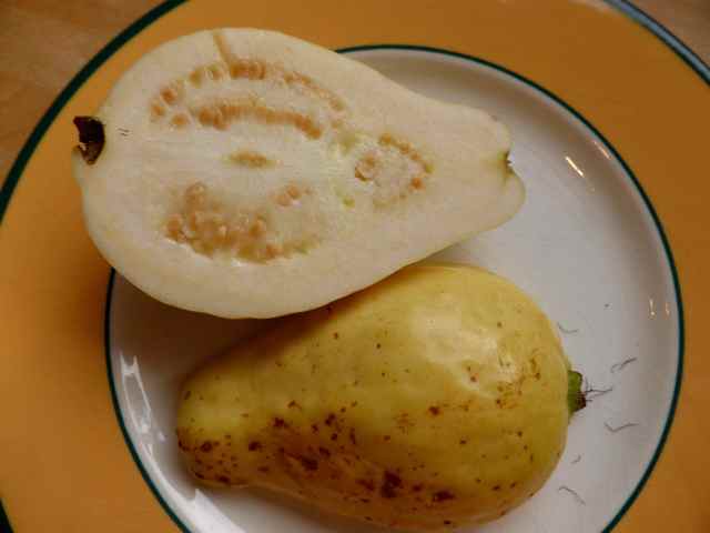 yellow guava