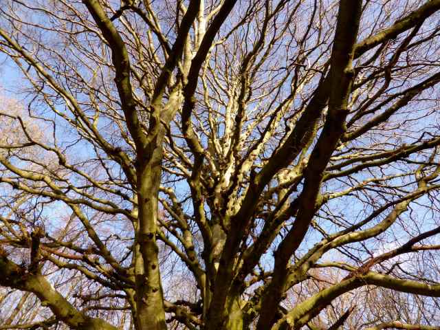 huge tree Sissinghurst