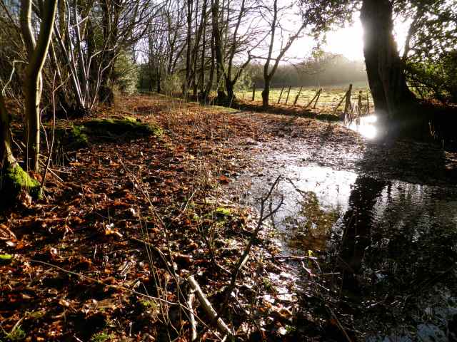 woods, morning sunshine