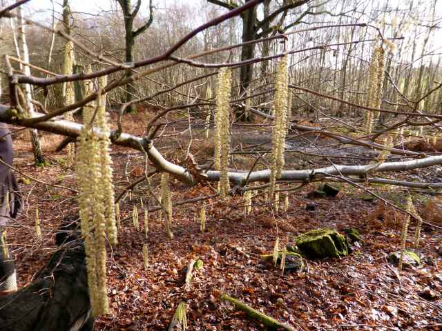 yellow dangly things