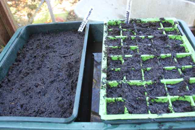 Aubergine and tomatoes planted