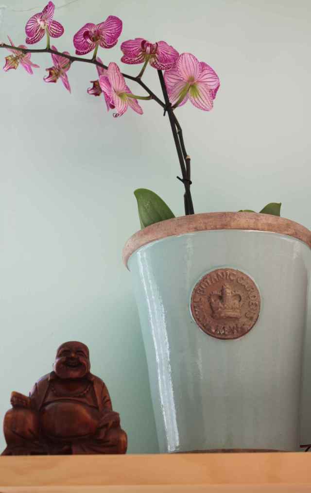Buddha and Orchid