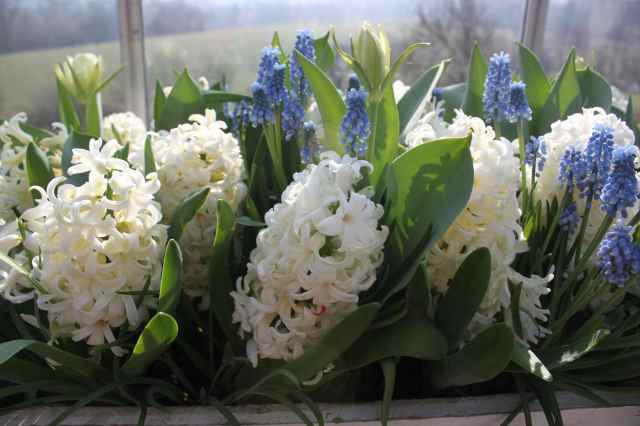hyacinths