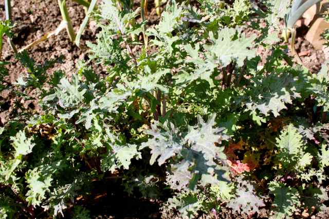 kale in garden