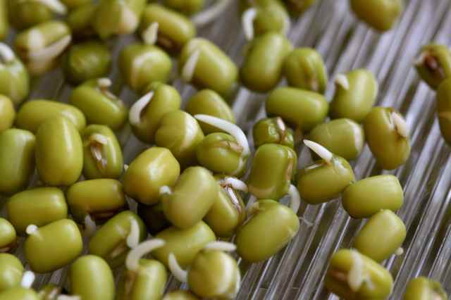 mung bean sprouts 1