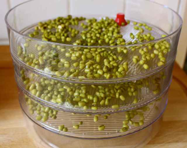 mung beans on sprouter
