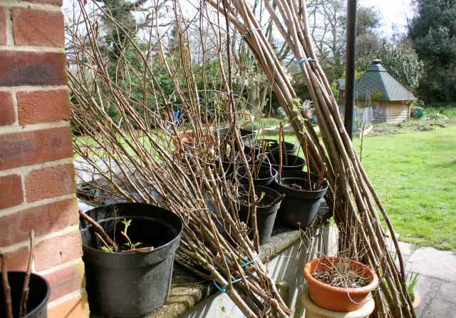 Raspberry canes and bean poles