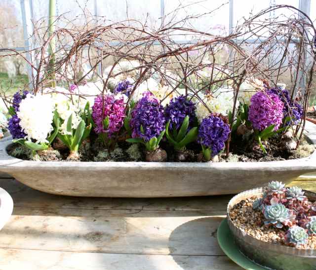 SR coloured hyacinths