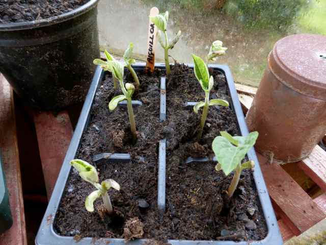 aiguillon bean seeds