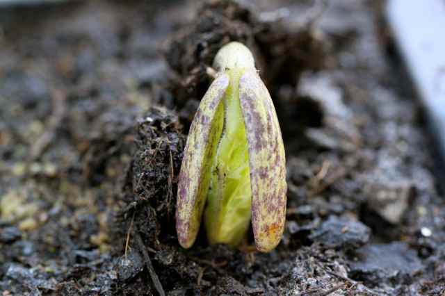 Beans germinating