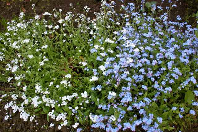 blue and white forget-me-nots