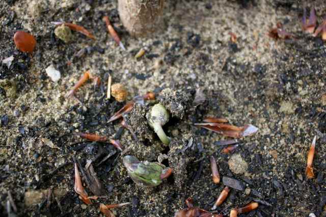 climbing French beans