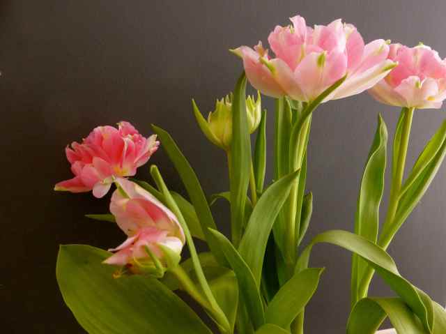 Cocolicious flowers 1