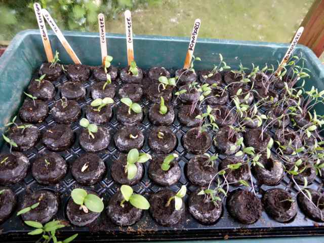 cucumber and tomatoes